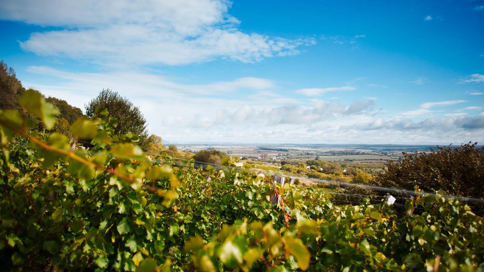 Les coteaux toulois à Toul