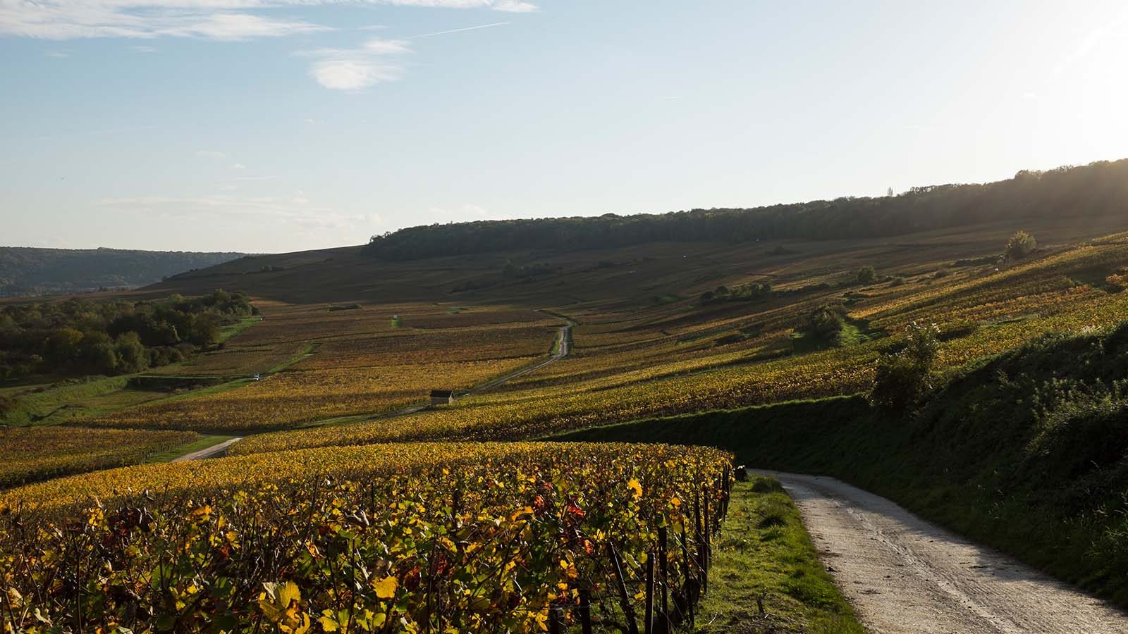 Vignoble de Champagne à Trélou-sur-Marne